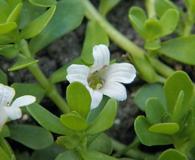 Bacopa monnieri