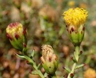 Bajacalia crassifolia