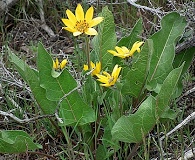 Balsamorhiza careyana