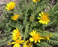 Balsamorhiza hispidula