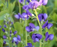 Baptisia australis