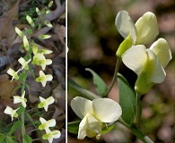 Baptisia bracteata