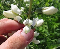 Baptisia lactea