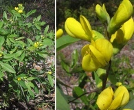 Baptisia lanceolata