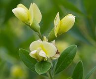 Baptisia nuttalliana