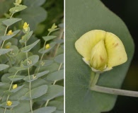 Baptisia perfoliata