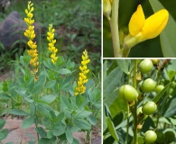 Baptisia sphaerocarpa