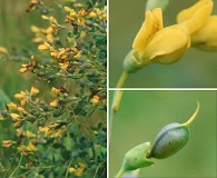 Baptisia tinctoria