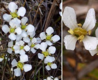 Bartonia verna