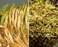 Bartramia laevisphaera