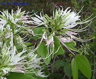 Bauhinia divaricata