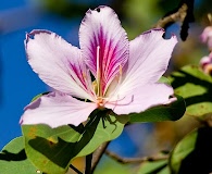 Bauhinia variegata