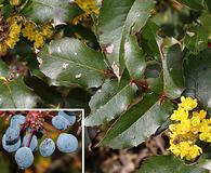 Berberis aquifolium