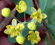 Berberis canadensis