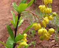 Berberis fendleri