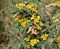 Berberis fremontii