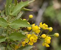 Berberis haematocarpa