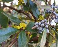 Berberis julianae