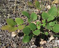 Berberis pumila