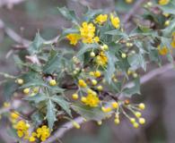 Berberis swaseyi
