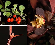 Berberis thunbergii