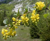 Berberis vulgaris