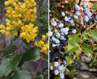 Berberis wilcoxii