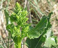 Beta vulgaris