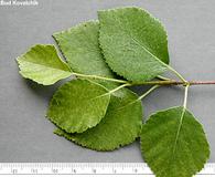 Betula X utahensis