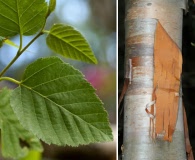 Betula cordifolia