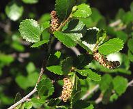 Betula glandulosa