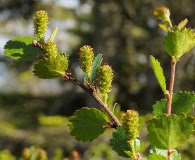 Betula nana