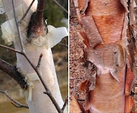 Betula neoalaskana