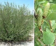 Betula pumila