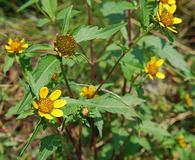 Bidens amplissima