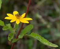 Bidens aristosa