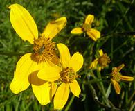 Bidens aurea