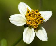 Bidens bigelovii