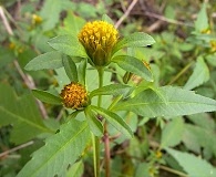 Bidens connata