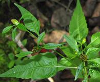 Bidens discoidea