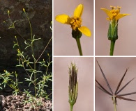 Bidens heterosperma