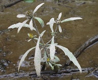 Bidens hyperborea