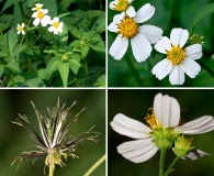 Bidens pilosa