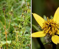 Bidens tenuisecta