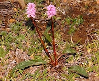 Bistorta plumosa