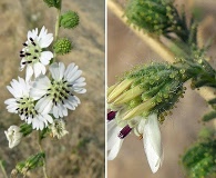 Blepharizonia plumosa