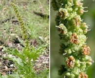 Blitum californicum