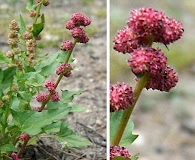 Blitum capitatum