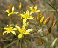 Bloomeria clevelandii