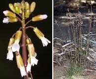 Boechera cobrensis